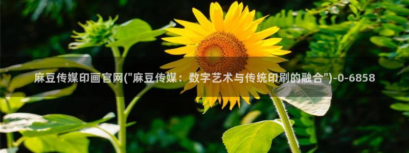 麻豆分类库